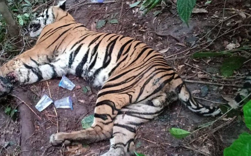 В шведском зоопарке пришлось усыпить заболевшую COVID-19 тигрицу