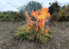 В Зангилане уничтожена тонна дикорастущей конопли