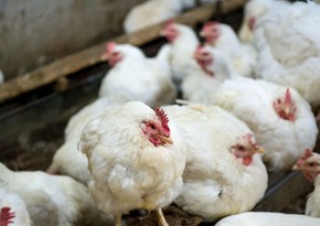 Import of poultry meat to Azerbaijan from 3 US states restricted