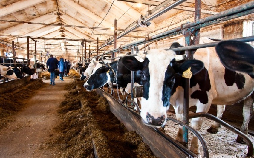 Azerbaijan buys 1,000 cows from the Czech Republic