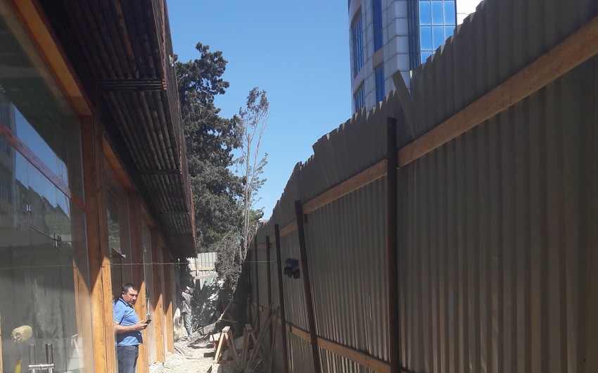 Житель Баку оштрафован на 2000 манатов за вырубку чинара