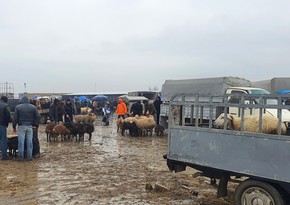 Heyvan bazarlarına dair baytarlıq-sanitariya norma və qaydaları təsdiqlənib