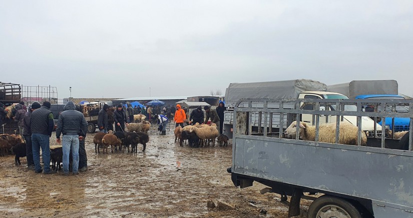 Heyvan bazarlarına dair baytarlıq-sanitariya norma və qaydaları təsdiqlənib