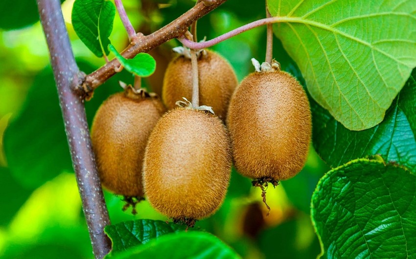 Azerbaijan’s kiwi imports from Italy soar