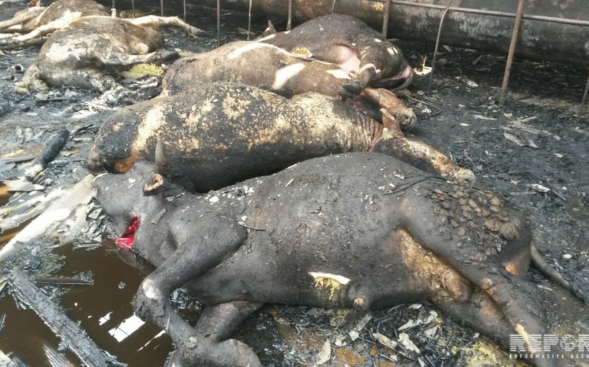 ​В Агджабеди загорелось стойло, погибло 20 голов крупного рогатого скота - ФОТО