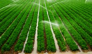 WB: About 34% of agricultural land in Azerbaijan not irrigated