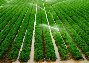 WB: About 34% of agricultural land in Azerbaijan not irrigated