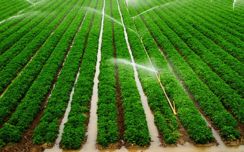 WB: About 34% of agricultural land in Azerbaijan not irrigated