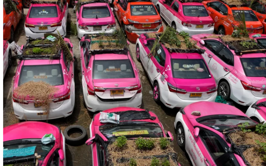 В Таиланде таксисты стали выращивать на крышах автомобилей овощи 
