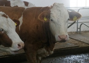 Азербайджан увеличил импорт живого скота из Грузии