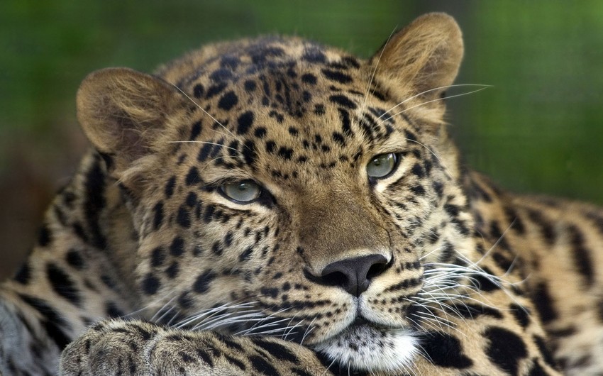 Число особей леопарда в Приморском крае достигло 84