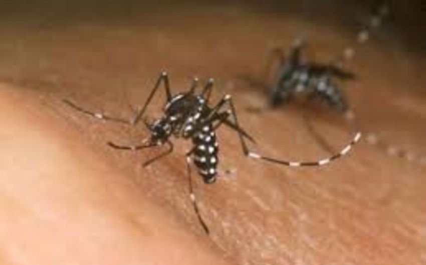 İtaliyada Zika virusuna yoluxanların sayı 9-a çatıb
