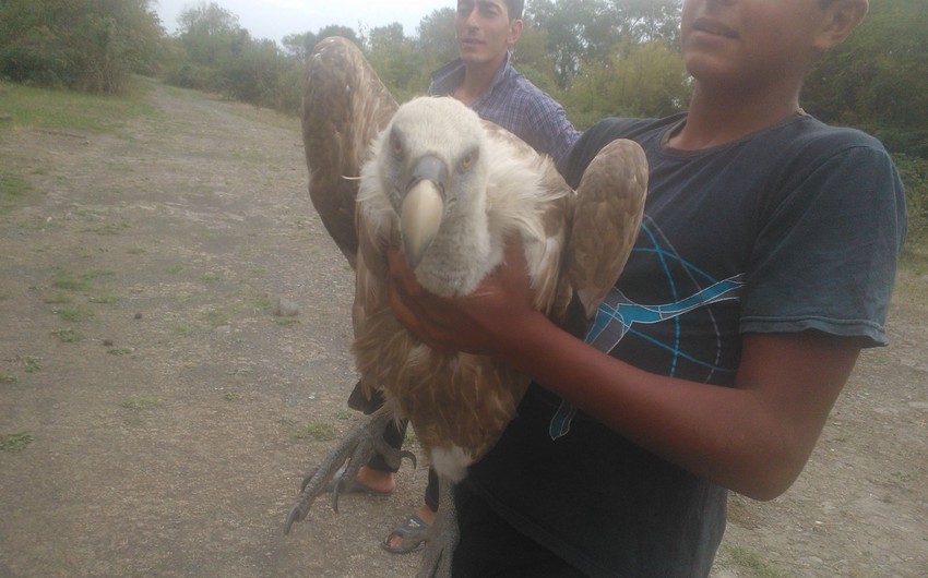 ​Vulture appears in Gakh district of Azerbaijan - PHOTO