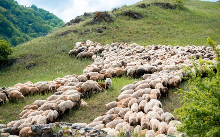 На пастбища Кельбаджара переносятся овцеводческие и пчеловодческие хозяйства