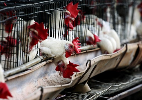 Азербайджан приостановил ввоз продукции птицеводства из Эстонии 