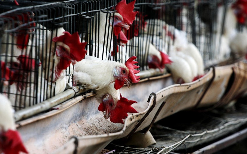 Азербайджан приостановил ввоз продукции птицеводства из Эстонии 