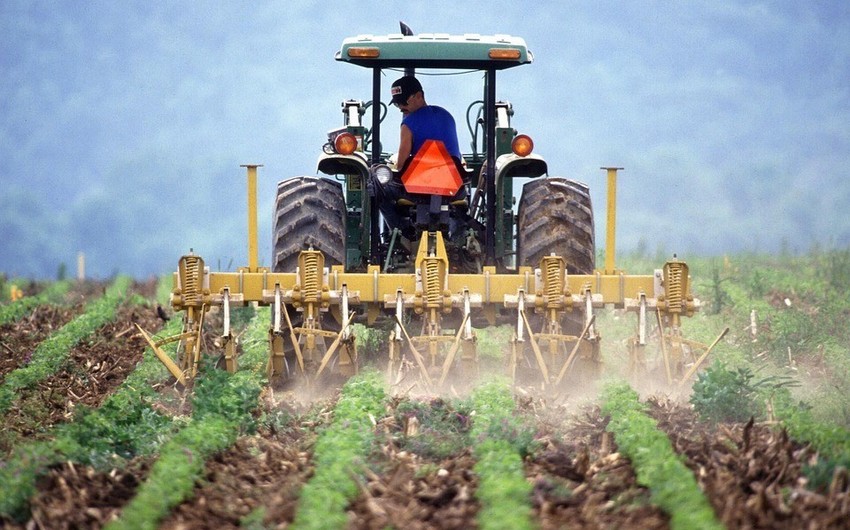 Аграрный сектор Азербайджана вырос на 7%