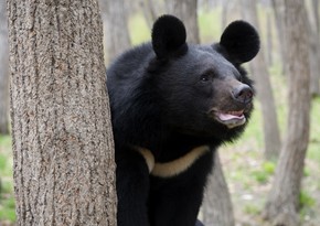 Elderly karateka fights off bear attack