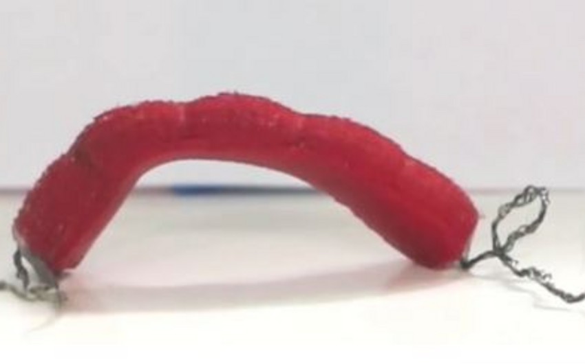 Scientists develop worm-like robots