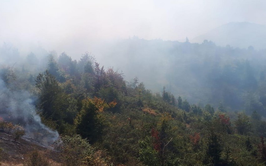 Пожар в Гирканском Национальном парке полностью потушен