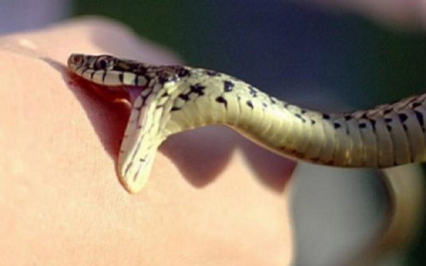 В Имишли 8-летнего ребенка укусила змея