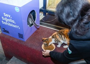 Young European ambassadors in Azerbaijan install shelters for homeless animals 
