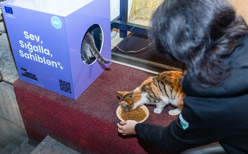 Young European ambassadors in Azerbaijan install shelters for homeless animals 