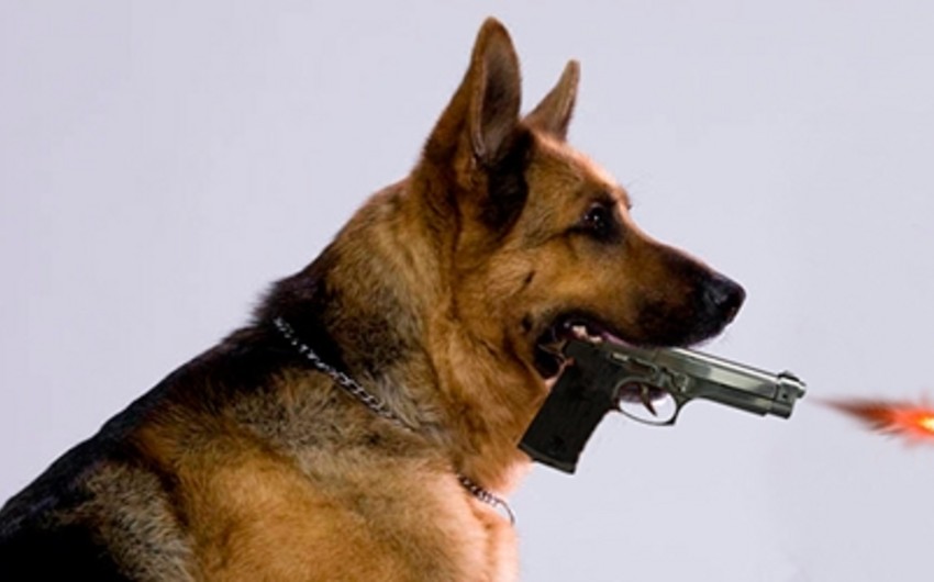 Пес выстрелил в хозяина из пистолета