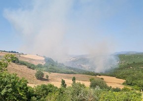 Forest fire erupts in Türkiye’s Balikesir province