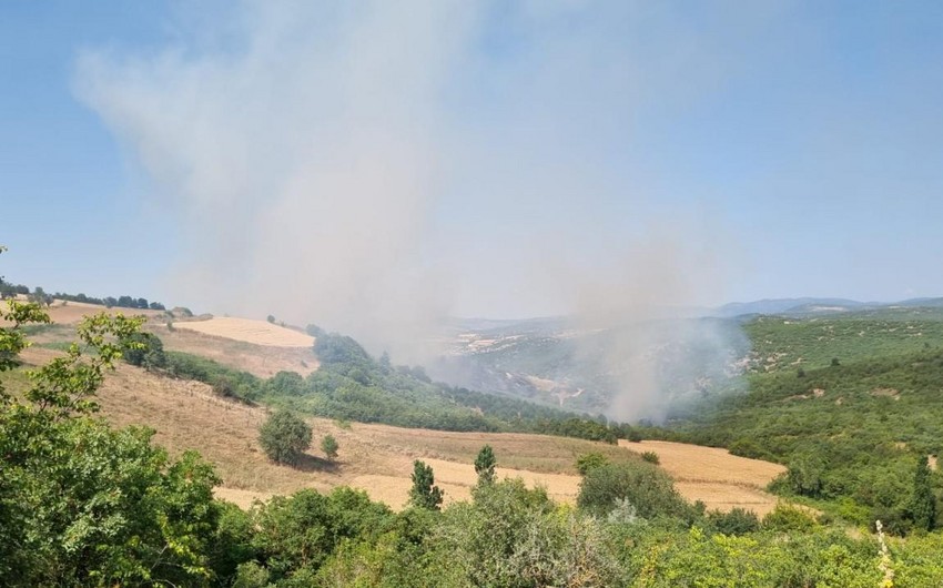 Forest fire erupts in Türkiye’s Balikesir province