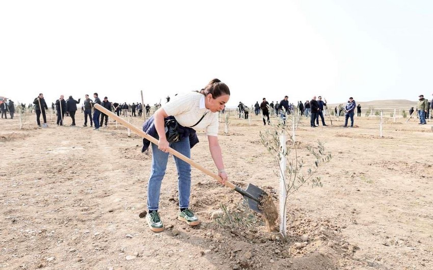 В связи со 100-летием общенационального лидера Гейдара Алиева прошла акция по посадке деревьев