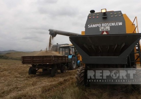 В Шамкире приступили к сбору зерновых на богарных полях