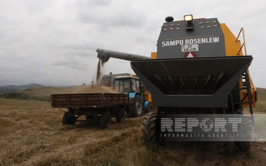 В Шамкире приступили к сбору зерновых на богарных полях