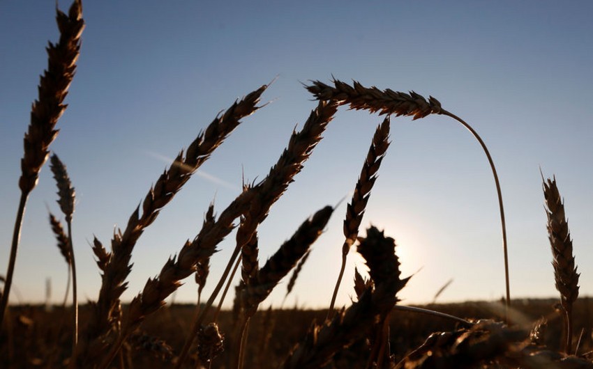 В Ираке заявили, что стратегического запаса пшеницы в стране хватит на четыре месяца