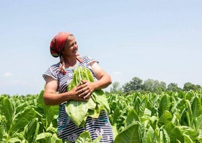 UN expert: Women make up 48% of agricultural workers in Azerbaijan