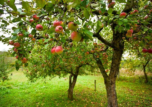 Израиль создает фруктовые сады в Азербайджане