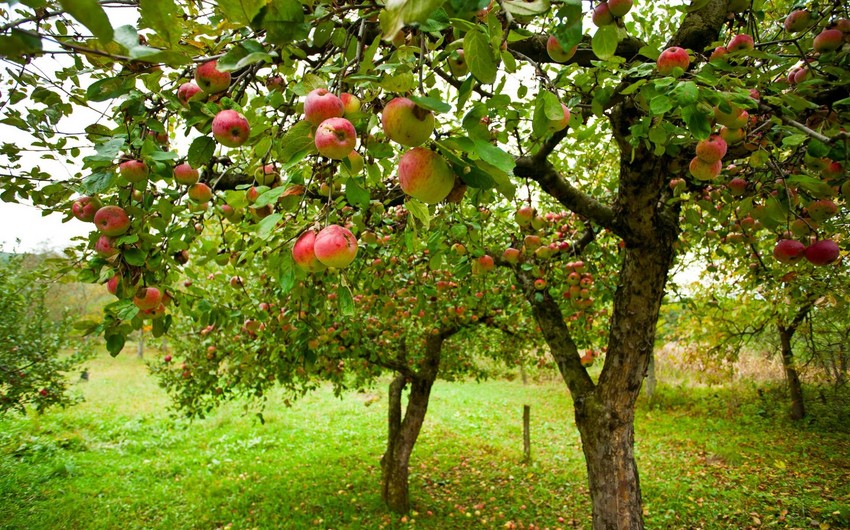 Israel creating orchards in Azerbaijan