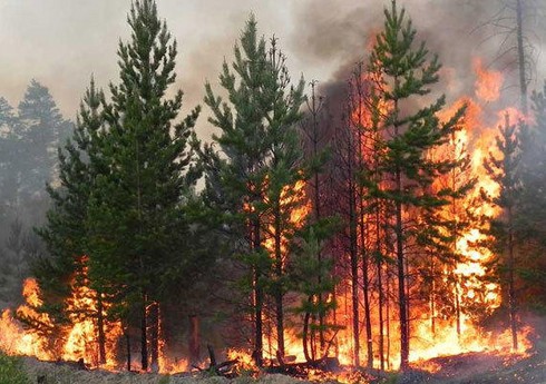 На севере Казахстана эвакуируют жителей сел близ лесных пожаров