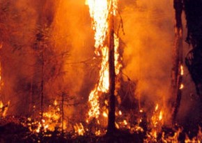 В Греции пожарные борются с 56 природными пожарами