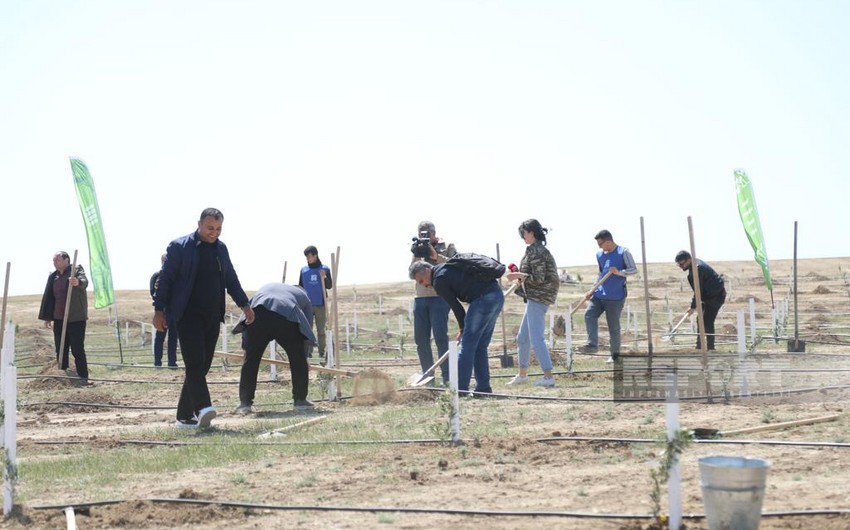 Media nümayəndələrinin iştirakı ilə Heydər Əliyevin 100 illik yubileyinə həsr olunmuş ağacəkmə aksiyası keçirilib