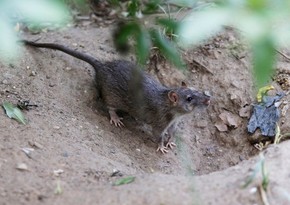 New York authorities to spend $ 32 mln to fight against rats