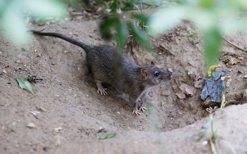 New York authorities to spend $ 32 mln to fight against rats
