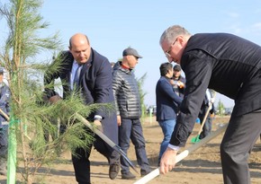 Спецпредставитель президента посадил деревья в Агдаме