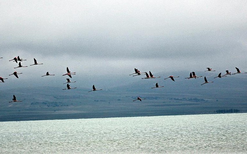 Глобальное потепление способствует преждевременной миграции птиц