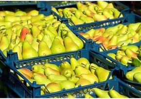 Azerbaijan increases export of pears to Russia 6 times