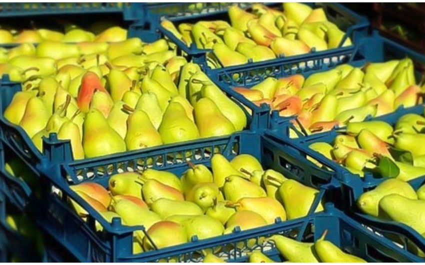 Azerbaijan increases export of pears to Russia 6 times