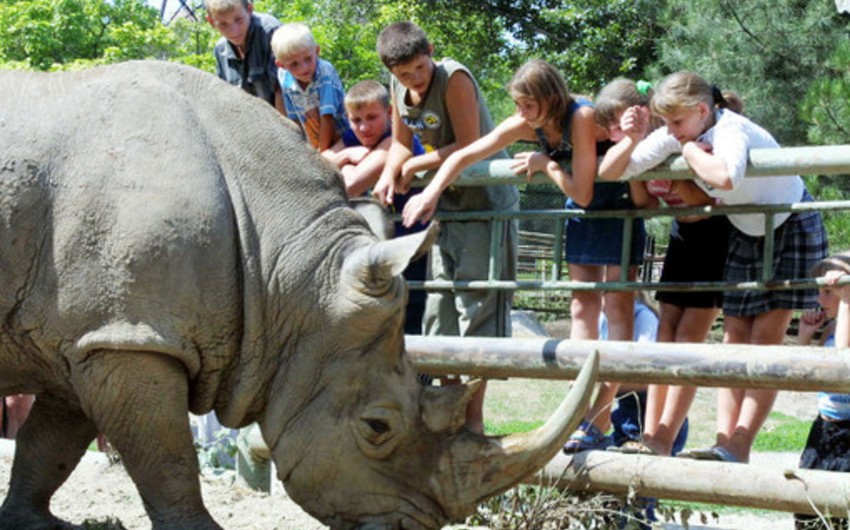 Неизвестные убили носорога во французском зоопарке и спилили рог