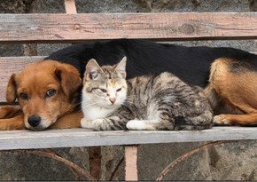 Azerbaijan may increase fines for animal cruelty