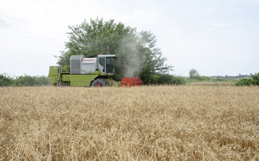 В Азербайджане зерновые убраны с 49% посевных площадей