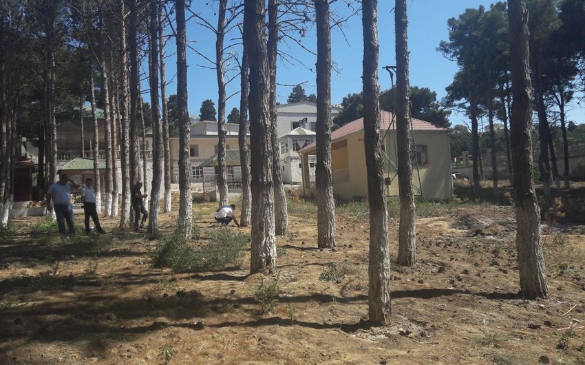Министерство оштрафовало намеренно уничтожившего в Баку деревья владельца ресторана на 57 360 манатов
